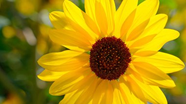 Parlak ayçiçeği bahar mevsiminde çiçek açar.