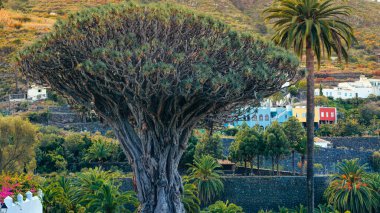 Yerel sakinler tarafından korunan antik ve uzun ömürlü ağaçlar