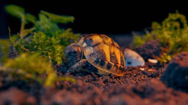 Vahşi yaşamı koruma merkezindeki kaplumbağa vahşi doğaya salınmadan önce gözlemlemek için yumurtadan çıktı.