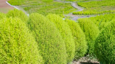Kochia seedlings growing in a plot of ornamental and interior decoration plants