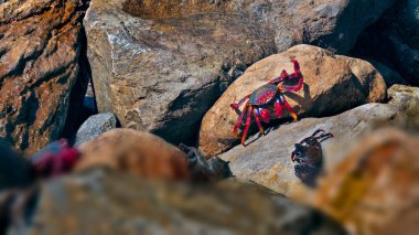 Sahilde güneşlenen kırmızı yengeçler.