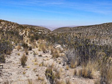 Kuru otlar ve yabani çalılarla dolu yüksek And savanalarının manzarası