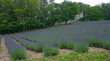 Çiçek açma ve tozlaşma sürecindeki geniş lavanta tarlalarının görüntüsü