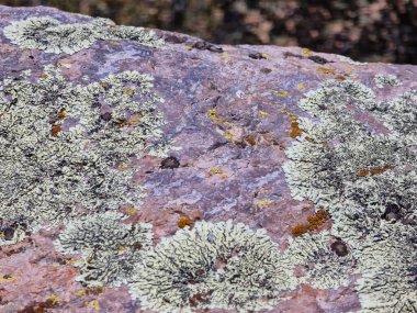 İlkbaharda kayalarda bitki yetiştirme süreci
