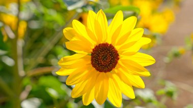 Ayçiçeği yağı üretimi için ayçiçeği yetiştirme ve tozlaşma sürecinde