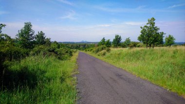Güneşli bir günde ağaçlık bir çayırdan geçen bir yol manzarası