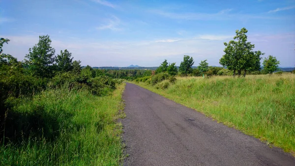 Güneşli bir günde ağaçlık bir çayırdan geçen bir yol manzarası