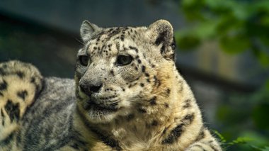 Nesli tükenmekte olan bir hayvan barınağında dinlenen bir kar leoparı görüntüsü.