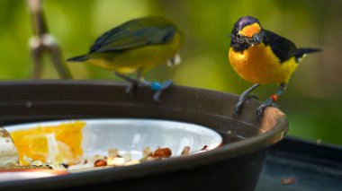 Yaban hayatı koruma alanındaki vahşi bir kuş besleyicisinin görüntüsü