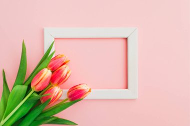 Beyaz arka planda güzel pembe ve sarı laleler.