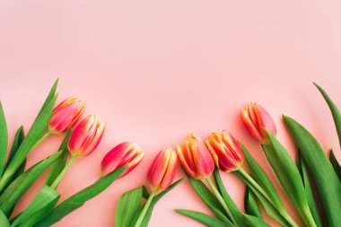 Beyaz arka planda güzel pembe ve sarı laleler.