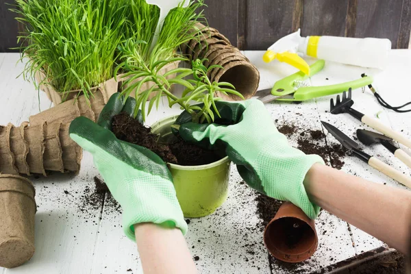 Hands in green gloves plant a flower in pot. Gardening concept
