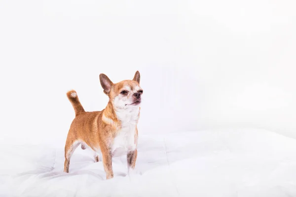 น่ารักสีน้ําตาลเล็ก ๆ น้อย ๆ Chihuahua ที่มีใบหน้าที่สงบเงียบมองเหนือหัว — ภาพถ่ายสต็อก