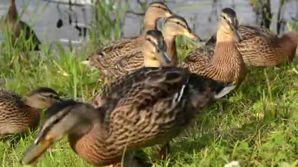 许多鸭子在草地上散步，吃面包。闭包视图 — 图库视频影像