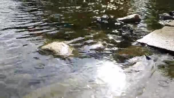 Прекрасний дощ в сонячний день з видимими колами від крапель на річці — стокове відео