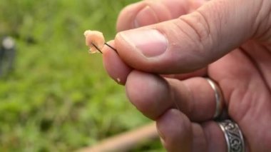 Mans hand holding maggot on fish hook. Fishing outdoors. Hobby in the nature