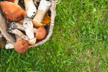 Hasır sepetin içinde yeşil çimlerin üzerinde toplanmış çeşitli taze mantarlar.