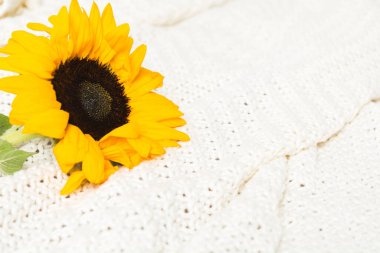 Yatakta güzel, otantik, sarı ayçiçeği. Yakın görünüm