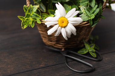 Ahşap arka planda çiçekler, bitkiler ve makaslarla dolu bir sepet.