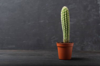 Tek ev kaktüsü sulu bitki saksısı ahşap masa üzerinde gri duvarlı