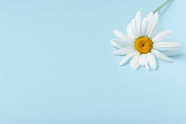 Fotokopi alanı olan mavi arka planda taze, tıbbi bir papatya çayı.