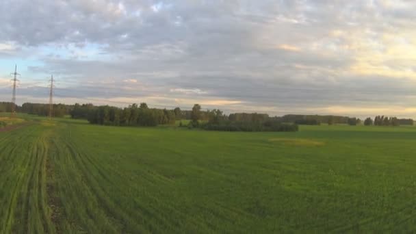 Vlucht over een veld van rogge — Stockvideo