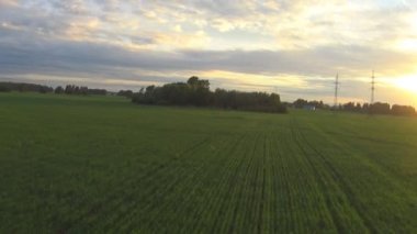 Çavdar bir alanın üzerine uçuş