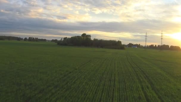 Vlucht over een veld van rogge — Stockvideo