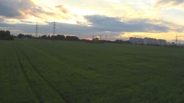 Vlucht over een veld van rogge — Stockvideo