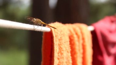 bir ip üzerinde oturan yusufçuk