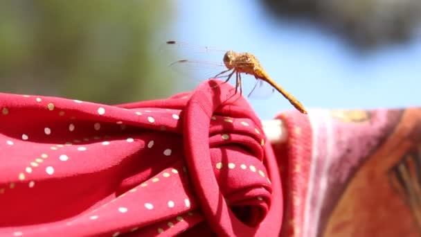 Libellula seduta su una corda — Video Stock