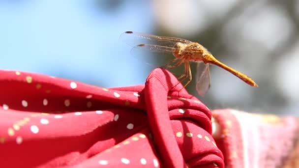 Libelle sitzt auf einem Seil — Stockvideo