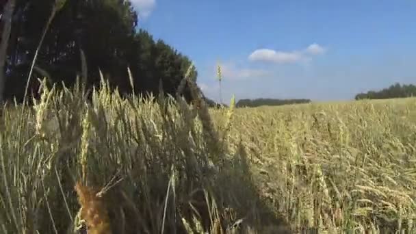 Durch den Dreck des Weizens — Stockvideo