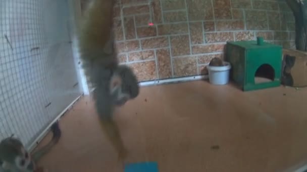 在动物园里的猴子玩 — 图库视频影像