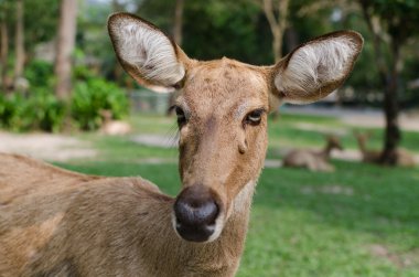 kahverengi panolia eldii bitkisel yüz
