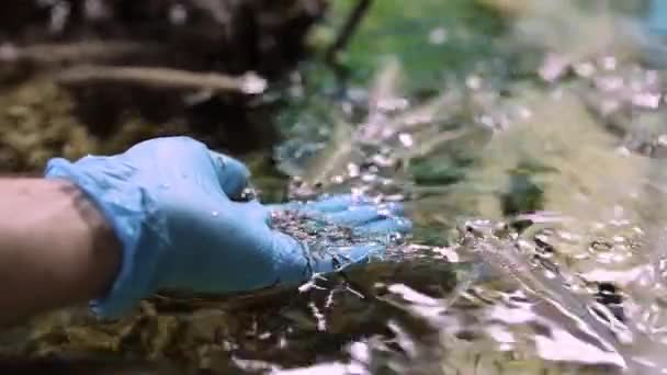 수족관에 있는 눈이 큰 물고기 네 마리에게 먹이를 주는 라지 칼레. — 비디오