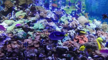 İçinde belgili tanımlık akvaryum balık yüzmek.