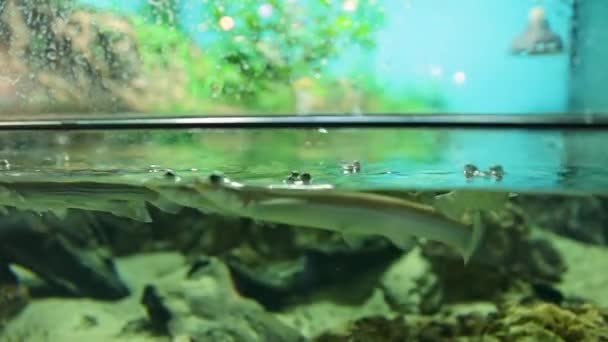 Fischfütterung Großäugige Fische im Aquarium. Blutwurm — Stockvideo