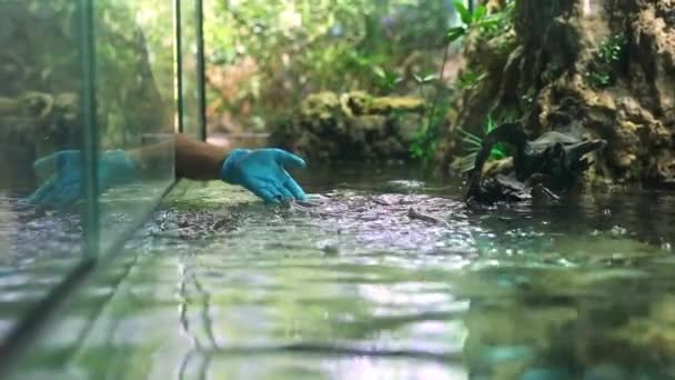 Utfodring av fisk Storskalig fyra ögda fiskar i akvariet. Blodmask — Stockvideo