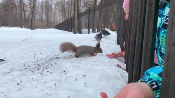 Children feed the squirrel from their hands in winter — Stock Video