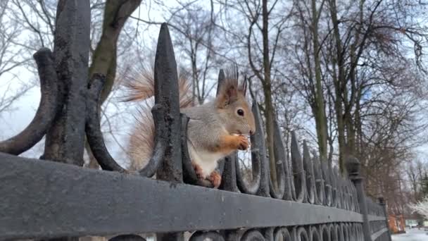 Esquilo cinzento está sentado em uma cerca e mordiscando nozes no inverno. Close-up — Vídeo de Stock
