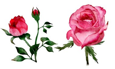 Hand drawn watercolor roses on white background