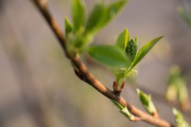 Arı bahar sırasında kayısı çiçeği üzerinde iş başında