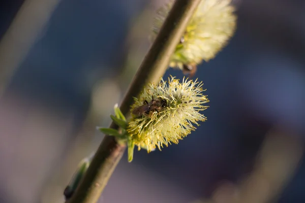 Arı bahar sırasında kayısı çiçeği üzerinde iş başında — Stok fotoğraf