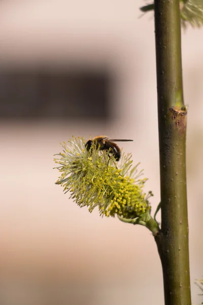Bijen aan het werk op een abrikoos bloesem in het voorjaar — Stockfoto