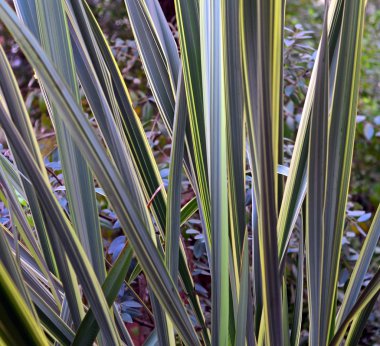 yeşil çim Bahçe bir arka plan