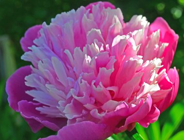 pembe Şakayık Bahçe