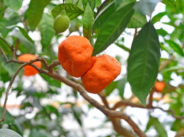 mandalina ağacı bir bahçe içinde