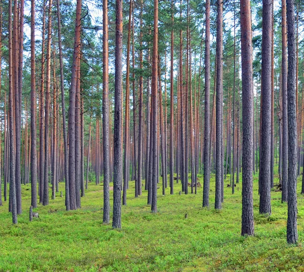 Forest of pine trees with moss background — Stock Photo, Image