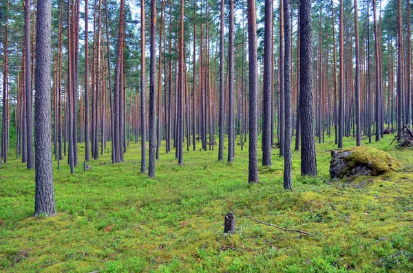 Forest of pine trees with moss background — Stock Photo, Image